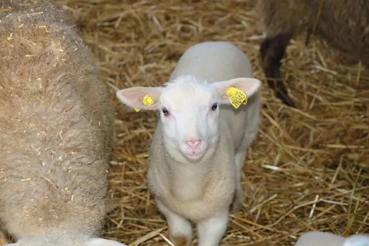 Au moins 40 % des agneaux français portent deux boucles d'identification.