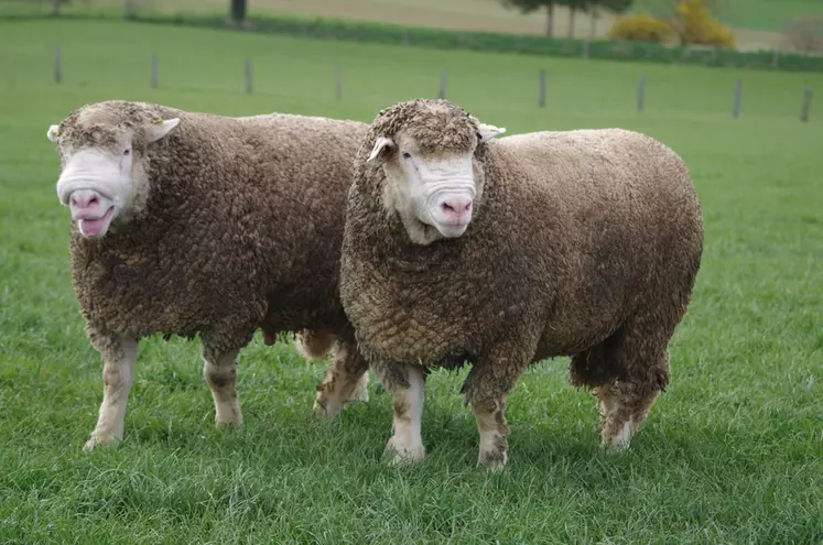 Les moutons Île-de-France sont réputés pour leurs qualités bouchères, leur conformation et les qualités maternelles.