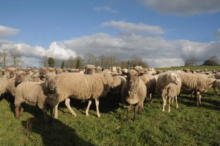 Les ovins ne devraient pas trop perdre avec la future PAC, à nuancer selon les systèmes de production.