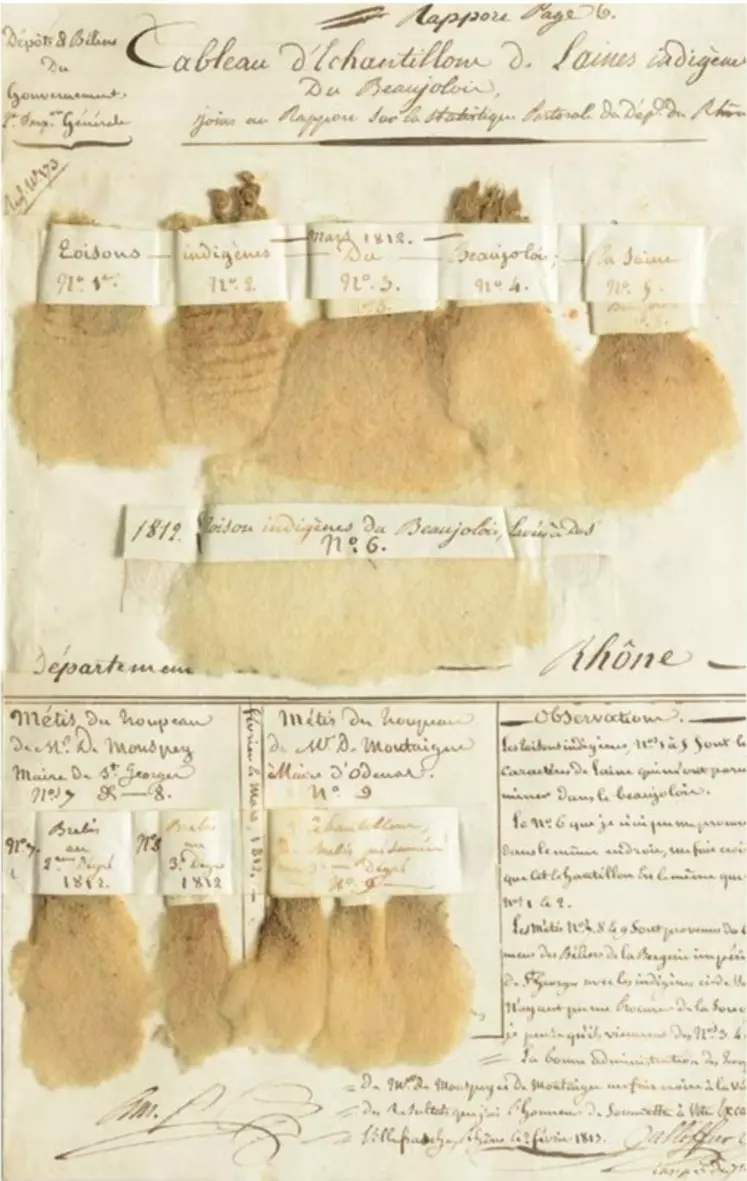 Photographies, échantillons de laine, gravures ou aquarelles témoignent de l'évolution du troupeau de Rambouillet.