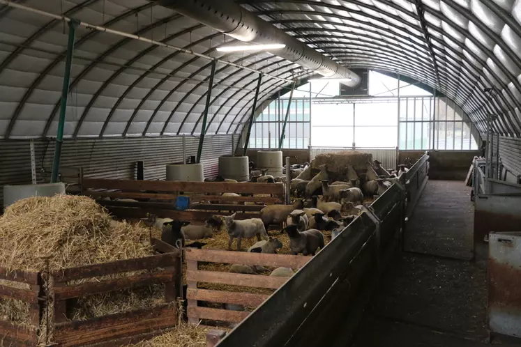 Le tunnel dédié à l'engraissement des agneaux comporte une gaine de ventilation sur toute la longueur du bâtiment ainsi qu'une chaîne d'alimentation qui dessert les cinq nourrisseurs.