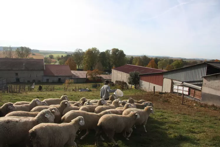 Clara Saltel mène son troupeau d'Est à laine Mérinos en sélection, mais valorise également les agneaux et la laine. 