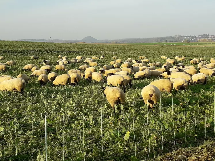 Les ovins font leur retour dans les exploitations céréalières après avoir quasiment disparu dans les années 1950 avec la spécialisation.