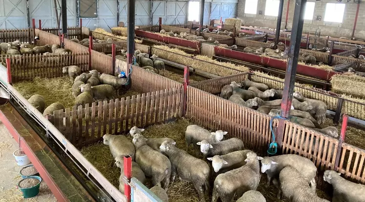 La station de testage de Verdilly dans l'Aisne accueille chaque 300 agneaux qui seront ensuite vendus aux enchères ou gardés pour le centre d'IA.