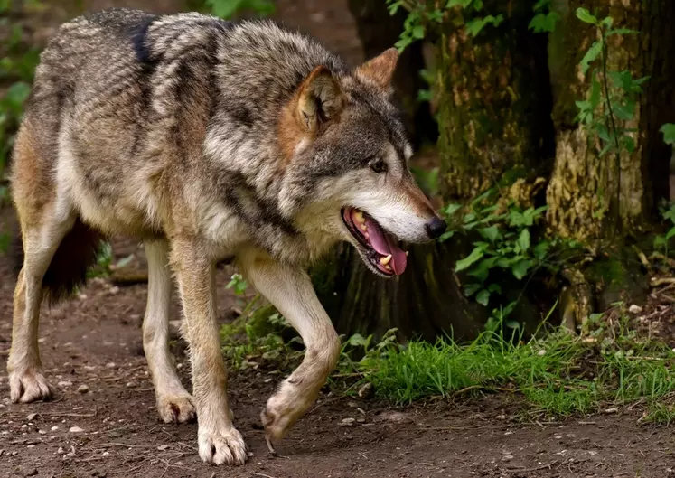 Une révision du statut de protection du loup a été demandé au niveau du Parlement européen.