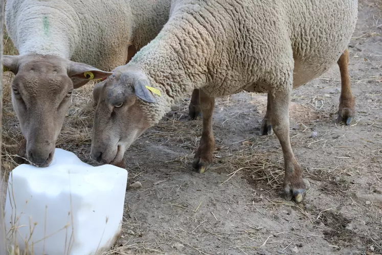Une bonne supplémentation en minéraux des brebis en fin de gestation assure des agneaux plus lourds au sevrage.
