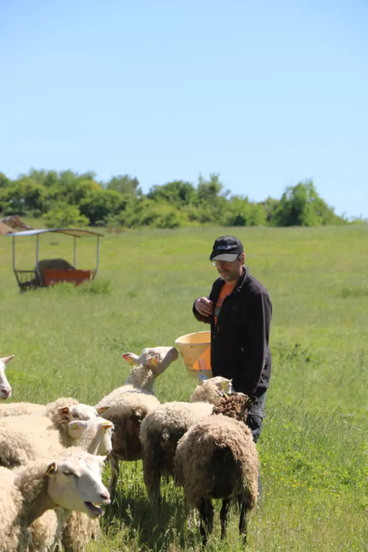 Le piétin touche 70 % des élevages ovins de Haute-Vienne et du Lot et est très répandu dans toute la France. Son éradication allège les contraintes de travail pour l'éleveur et améliore la bien-être animal du troupeau.