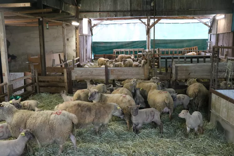 La paille de roseau est distribuée aux agneaux en engraissement et constitue 100 % de la litière en bâtiment.