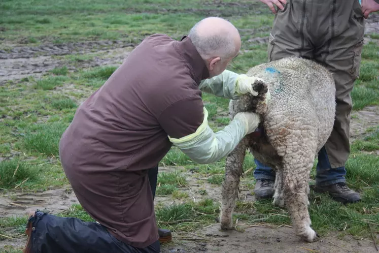 Assister les agnelages, prélever les avortons et faire les coproscopies sont habituels en période de mise bas.