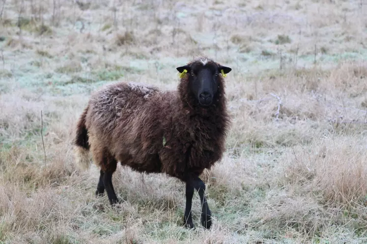 Le mouton Landes de Bretagne est rustique, ne craint pas le piétin et la conformation de sa bouche lui permet de manger les feuilles des buissons et épineux.