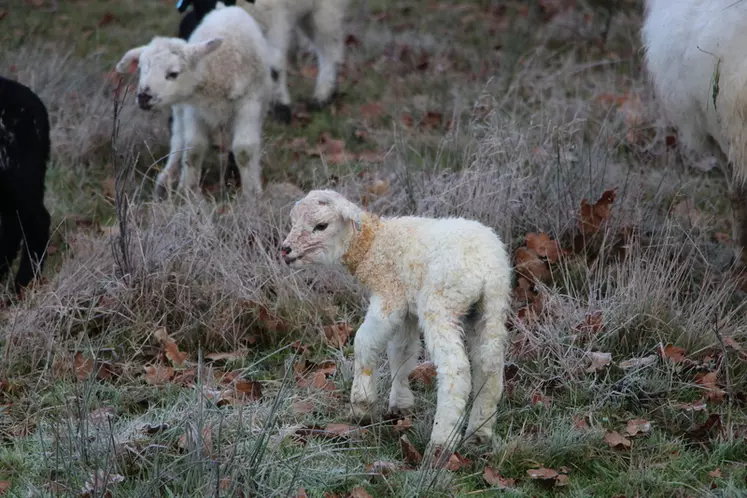 15 minutes après la naissance, les agneaux tètent leur mère et 30 minutes après ils gambadent.