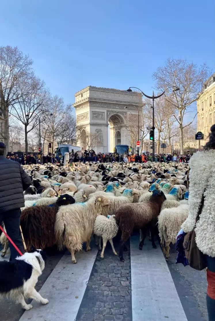 Les Folies Béarnaises ont fait défiler 2022 brebis et leurs petits sur les Champs Elysées 
