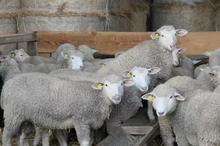 Les agnelles F1 Grivette croisées Ile-de-France de renouvellement proviennent toutes du même élevage pour limiter les risques sanitaires.