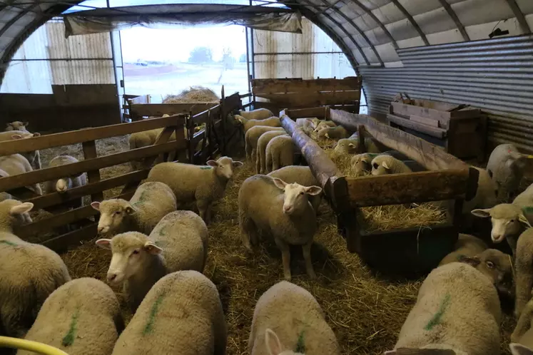 Les agneaux nés en fin d’année 2021 sont à l’engraissement sous le tunnel.