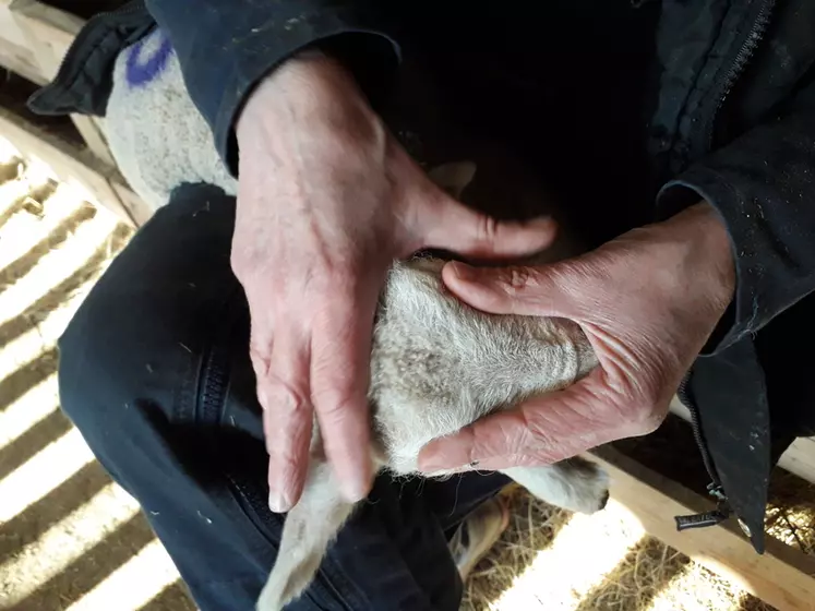 Le triangle entre les deux oreilles et le nez donne une indication sur la taille de la caillette de l’agneau à la naissance. Ici, pour un agneau de 5 kg, elle est de l’ordre de 100 à 200 ml.