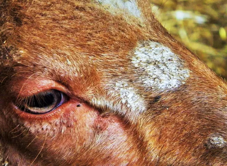 La teigne ovine est reconnaissable aux dépilations circulaires qu'elle crée sur la peau de l'animal.