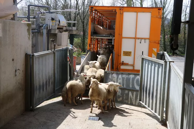 Faycel Boureghda, ramasseur d’agneaux pour une coopérative