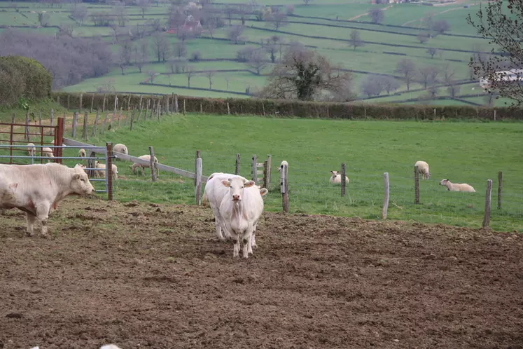 En hiver, les brebis sortent sur les parcelles peu portantes tandis que les vaches restent sur les aires de sorties de l'étable pour éviter de dégrader le sol.