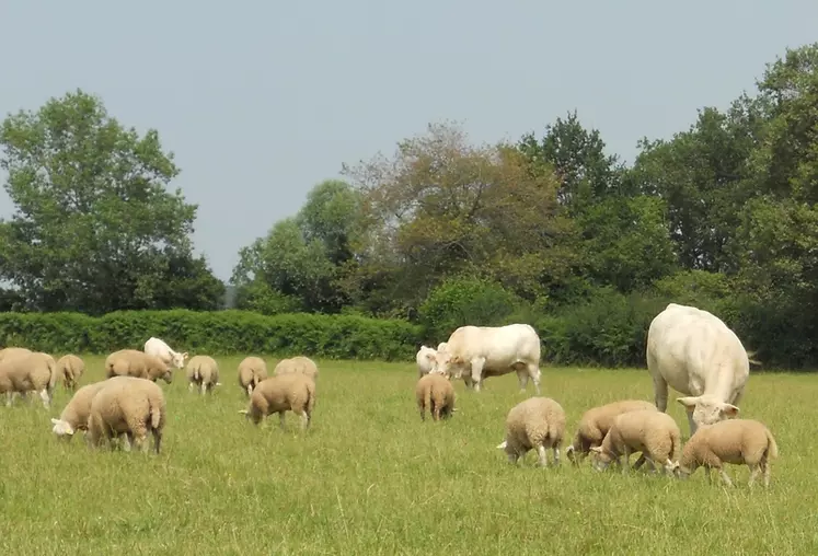 Le pâturage combiné des bovins et ovins permet aux brebis d'avoir un accès favorisé vers les plantes appétentes. Elles sont en meilleur état corporel que dans les troupes monospécifiques. 