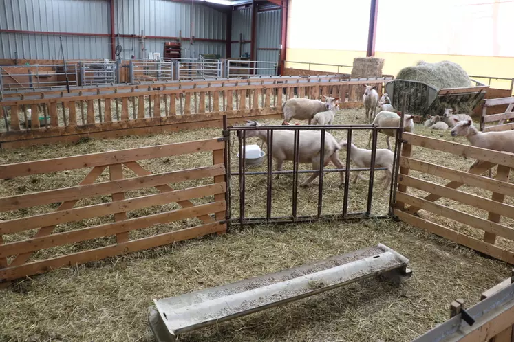 Les anciens bâtiments bovins peuvent être facilement réutilisés pour installer des ovins, moyennant un nouvel agencement modulable grâce aux claies.