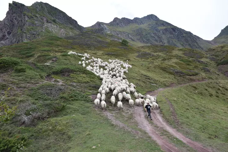 Le pastoralisme fait face à des défis tels que la formation et le recrutement de bergers, ou le partage de l'espace entre usagers de la montagne.