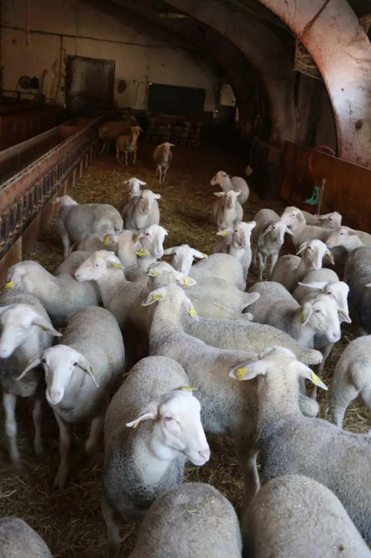 Les agnelles de renouvellement des races laitières doivent avoir des rations adaptées à chacune de leur période de croissance.