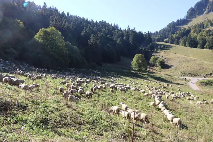 Les cas-types en élevage ovin permettent de simuler des changements de pratiques ou encore les évolutions de la Pac sur différents pas de temps.