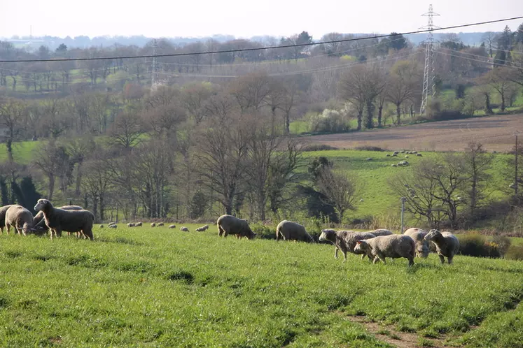 50 ha autour du bâtiment sont accessibles aux brebis et agnelles.