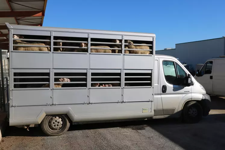 Mutualiser le transport des animaux à l'abattoir permet de réduire le coût par agneau et optimiser le temps "improductif" passé sur la route.