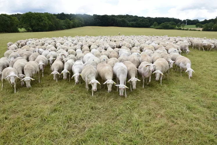 Les progrès réalisés par les éleveurs ovins en matière d'émission de gaz à effet de serre peuvent être monétisés. 