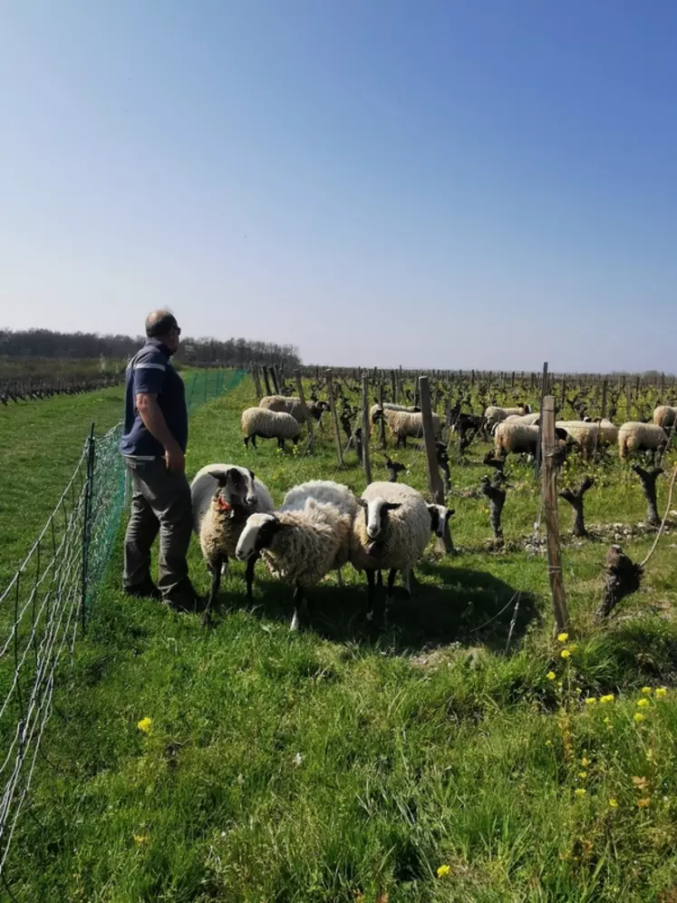 Nicolas Mercuzot est installé depuis 2018 en Indre-et-Loire où il partage son temps entre ses brebis et son activité salariée d’ouvrier viticole.