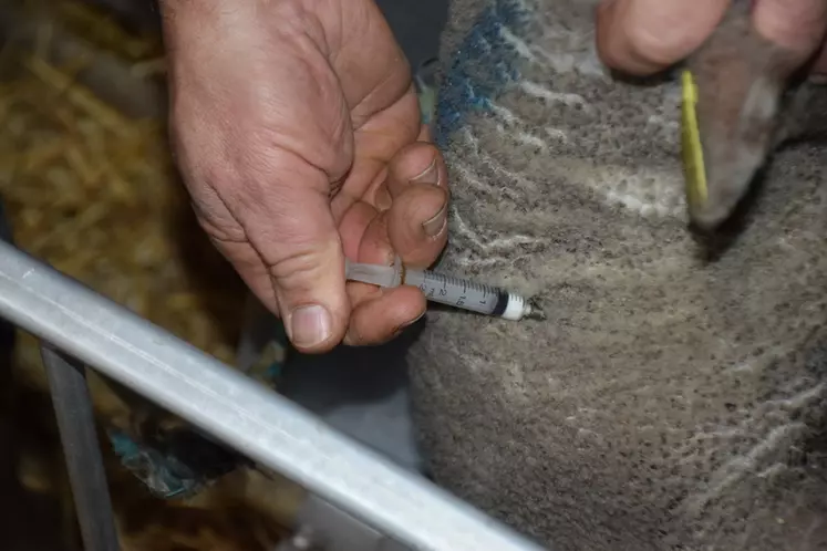 Le traitement de la gale par injection a ses limites car réussir à chaque fois la manipulation est rare et il suffit d'une brebis non traitée pour réinfester tout le troupeau.