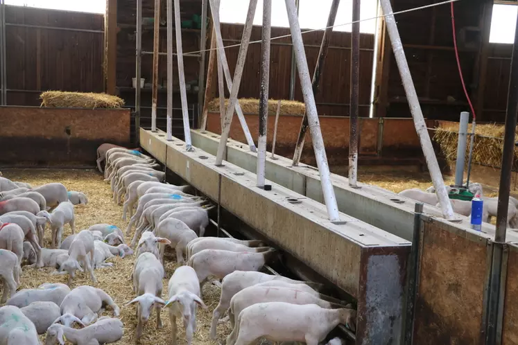 Les auges en béton des agneaux sont alimentées par des vis reliées aux silos extérieurs.