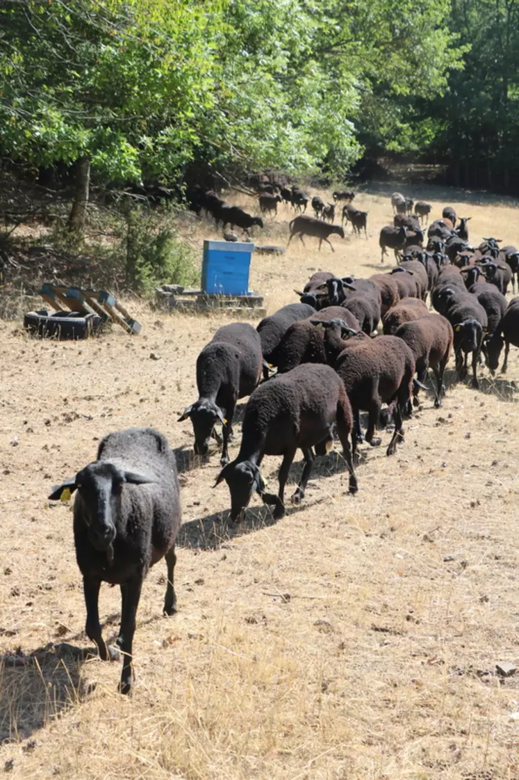 Les races ovines locales, rustiques et adaptées aux terrains souvent accidentés, sont toujours plébiscitées par les éleveurs de Haute-Loire.