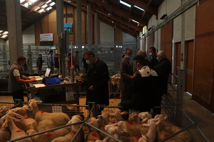 En 2021, 25913 animaux ont été vendus sur le marché au cadran dont plus de 20 000 agneaux.