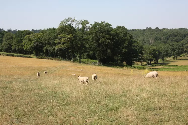 Les agneaux sont engraissés à l'herbe dans un système extensif (3,6 brebis/ha).