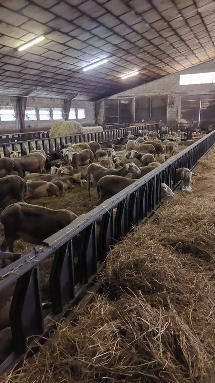 Le Gaec de la Calmettoise compte 300 brebis laitières de race Lacaune, pour une production moyenne par brebis et par campagne de 300 litres de lait.