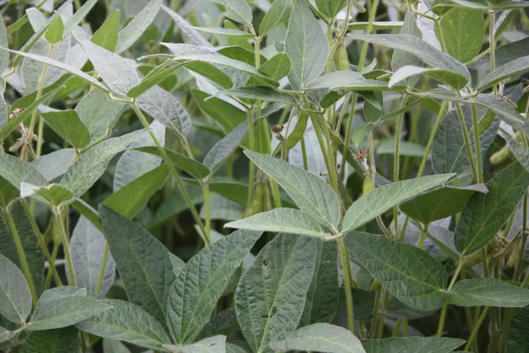 2,5 hectares de soja ont été semés cette année.