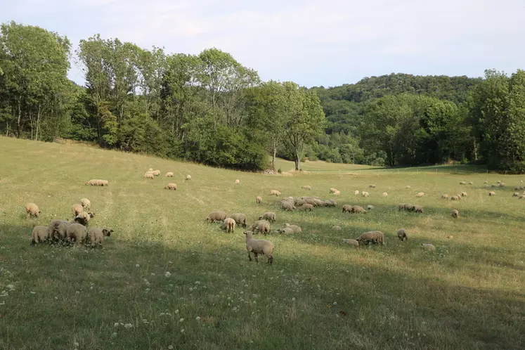 Les agneaux sont 100 % à l'herbe. Ils reçoivent une complémentation à partir de 15 jours avant le sevrage.