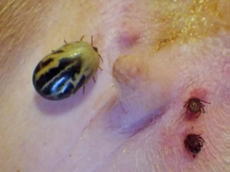 La tique géante (femelle à gauche, mâle à droite) cause des blessures par morsure et peut transmettre plusieurs maladies à son hôte.