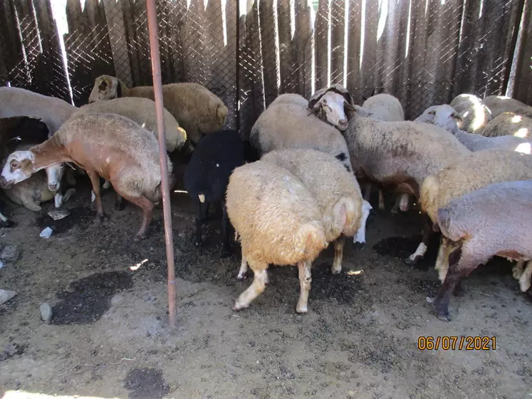 Les races ovines arméniennes sont rustiques, permettant aux paysans de valoriser aussi bien le lait, la viande et la laine, indispensable dans la fabrication des tapis.