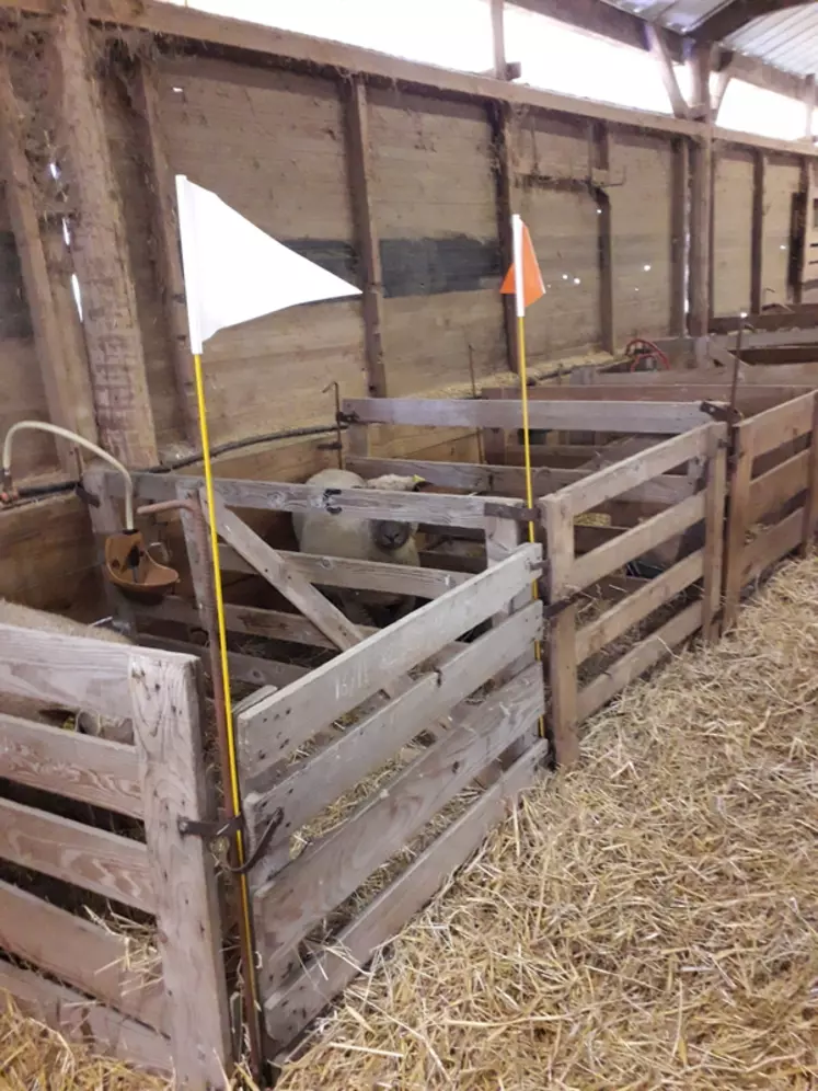 Les fanions sur les cases d'agnelage sont des indicateurs flagrants pour la surveillance prioritaire des animaux qui en ont besoin.