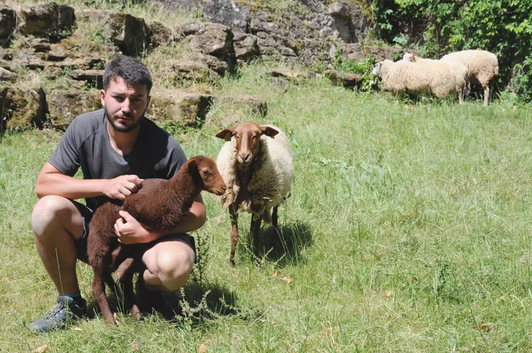Jean Landes a intégré l'écopâturage dans l'offre commerciale de Landes espaces verts. Ses moutons assurent l'entretien des abords du château Castelnau-Bretenoux (Lot).