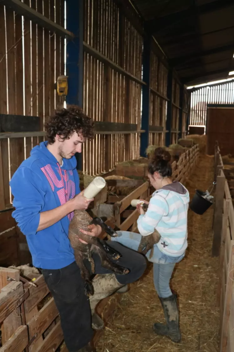 Le besoin de la main-d’œuvre supplémentaire en élevage ovin laitier et allaitant est fort, notamment pour des pics d'activité tels que l'agnelage.