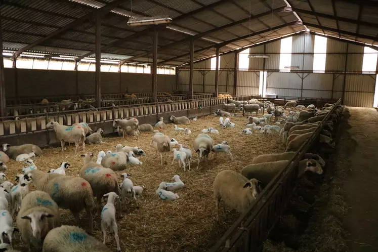 Avec 1 000 brebis, les agnelages sont nombreux et forment des périodes intenses. La salariée de Marc Gayrac est désormais un charge pour une grande partie de ce travail.