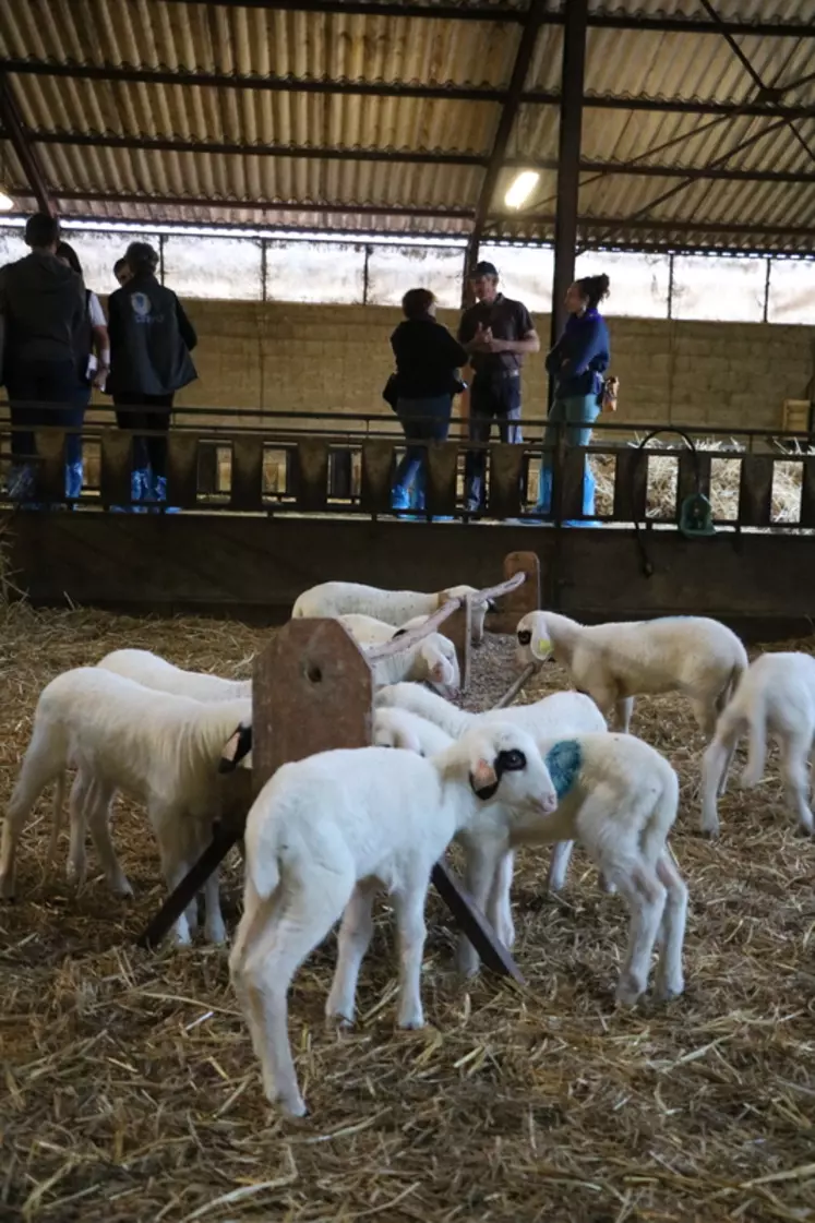 Les visites d'exploitations ont permis aux participants de découvrir les enjeux de la production ovine lotoise.
