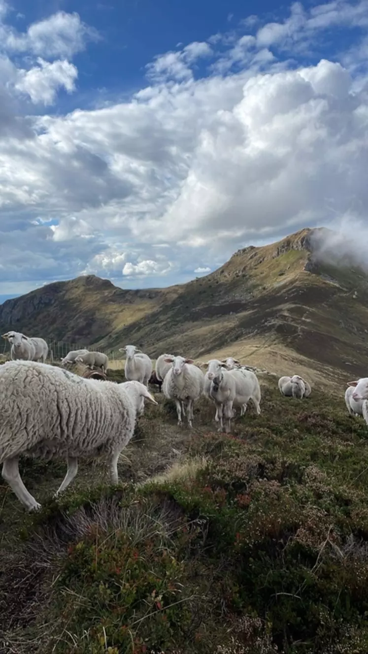 Le pastoralisme ovin se développe à nouveau sur le site du puy Mary dans le Cantal, avec pour objectif la réouverture des milieux naturels.