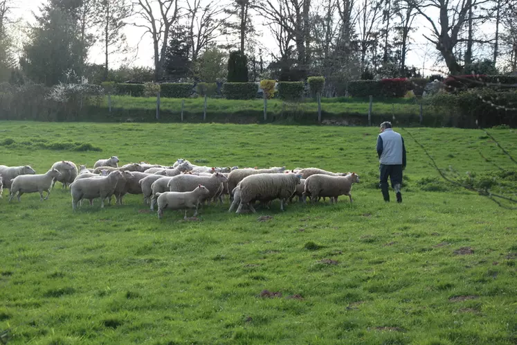 La durabilité des systèmes d'élevage intéresse la production ovine pour plusieurs raisons, notamment pour l'attractivité du métier d'éleveur et la réponse aux attentes sociétales.