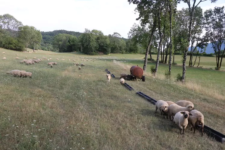 Face à la sécheresse, les éleveurs en système herbager ont dû apporter du concentré aux agneaux à l'herbe.