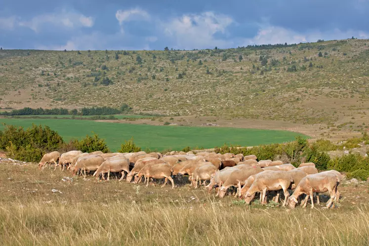 L'IGP Agneau de Lozère prévoit que les agneaux doivent être de issus de brebis Blanche du Massif central, une des races locales.